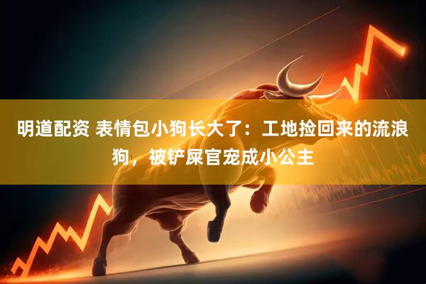明道配资 表情包小狗长大了：工地捡回来的流浪狗，被铲屎官宠成小公主